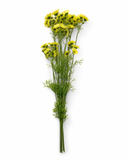 PA10451 DAISY BUNDLEx3  26"