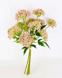 PA10457 SCALLION BUNDLEx5 17"