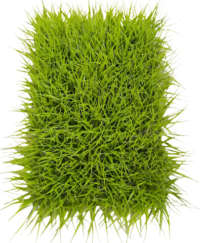 PM10406 WILD GRASS MAT (UV) 37.5x26"