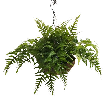 PM10501 FERN ON HANGING BASKET,16in-4P