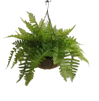 PM10502 FERN ON HANGING BASKET,16in-4P