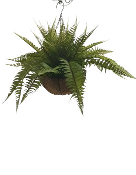 PM10503 FERN ON HANGING BASKET,16in-4P