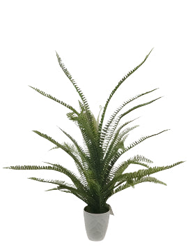 PM10505 POTTED FERN,3'-4P