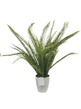 PM10506 POTTED FERN,2'-4P