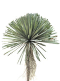 PM10521 BEAKED YUCCA BUSH (UV),12"