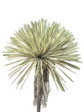 PM10521 BEAKED YUCCA BUSH (UV),12"