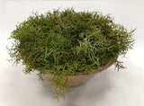 PM10540 POTTED SPANISH MOSS,14"