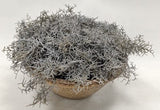 PM10540 POTTED SPANISH MOSS,14"