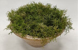 PM10541 POTTED SPANISH MOSS,16"
