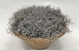 PM10541 POTTED SPANISH MOSS,16"