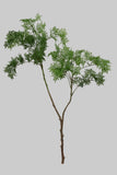 SY11267 MING ARALIA BRANCH 39.5"