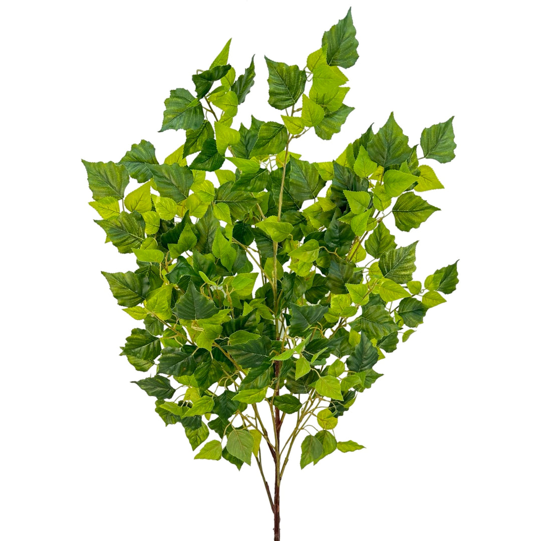Maple – Green Import Limited