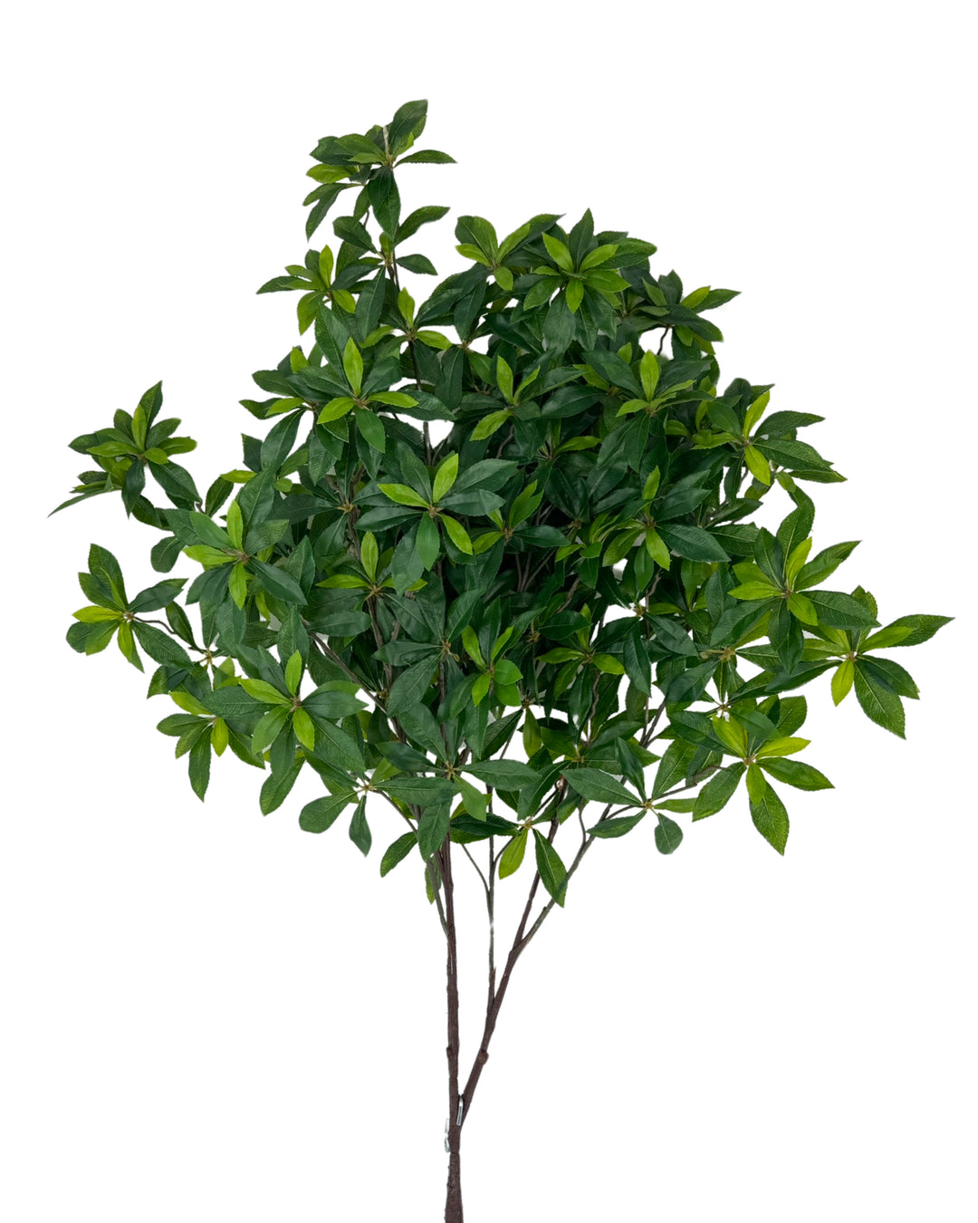 Maple – Green Import Limited