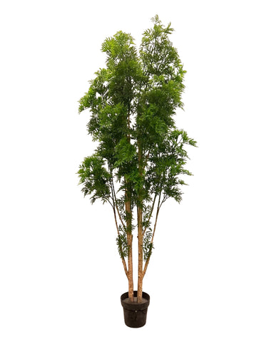 TR10722 MING ARALIA TREE,7'-2/8P