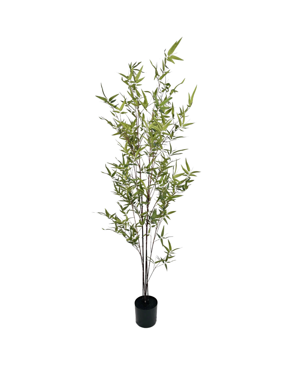 TR10756 BAMBOO TREE,6'-4P – Green Import Limited
