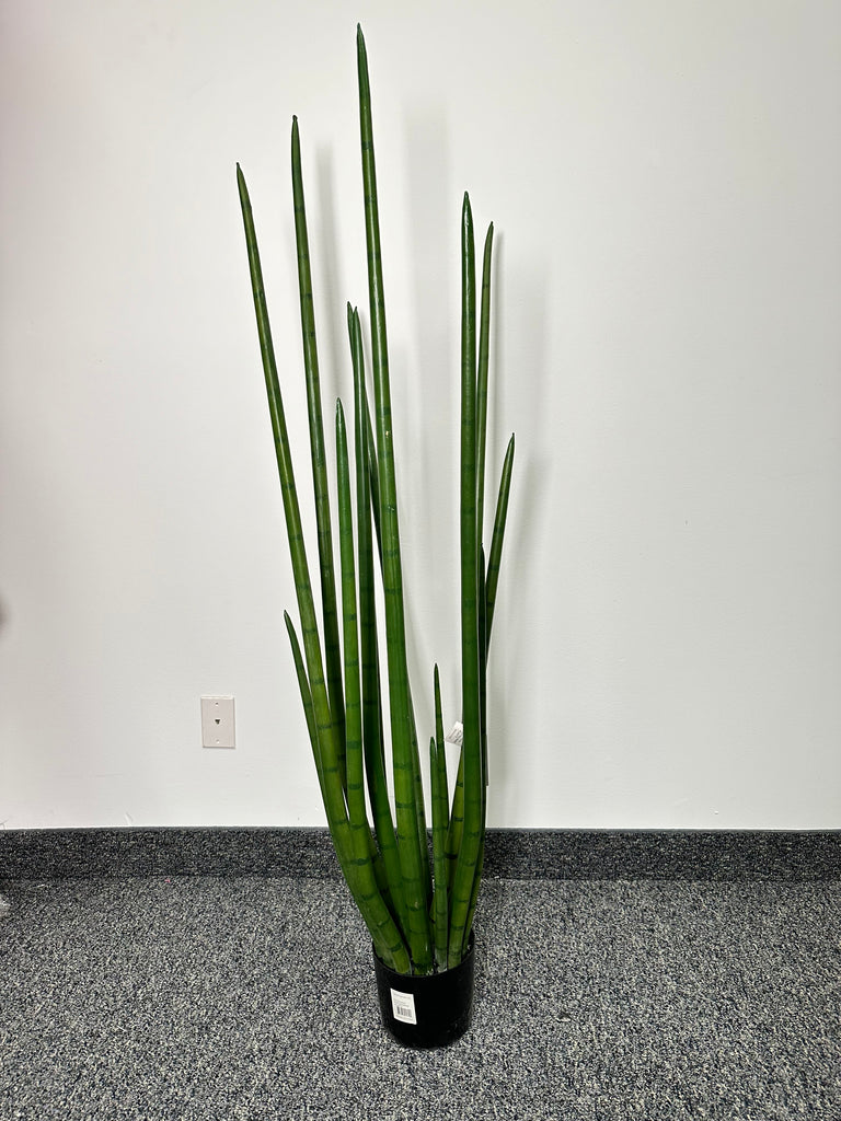 potted snake plant TR10765 POTTED SNAKE PLANT,5' – Green Import Limited