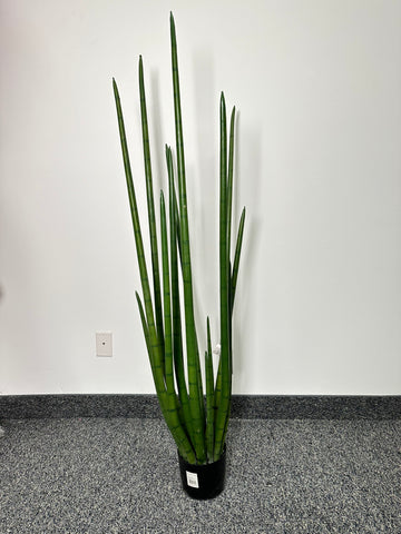 TR10765 POTTED SNAKE PLANT,5'