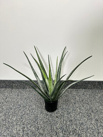 TR10767 POTTED ALOEx18L,20"