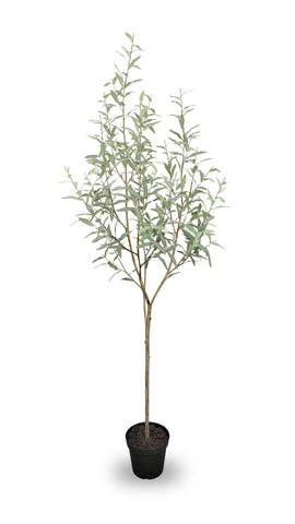 TR10781 POTTED OLIVE TREE,7.5'