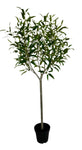 TR10782 POTTED FRENCH EUCALPTUS,6.5'