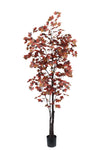 TR10792 CANADIAN MAPLE TREEx525L (KD),8'