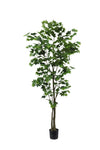 TR10792 CANADIAN MAPLE TREEx525L (KD),8'