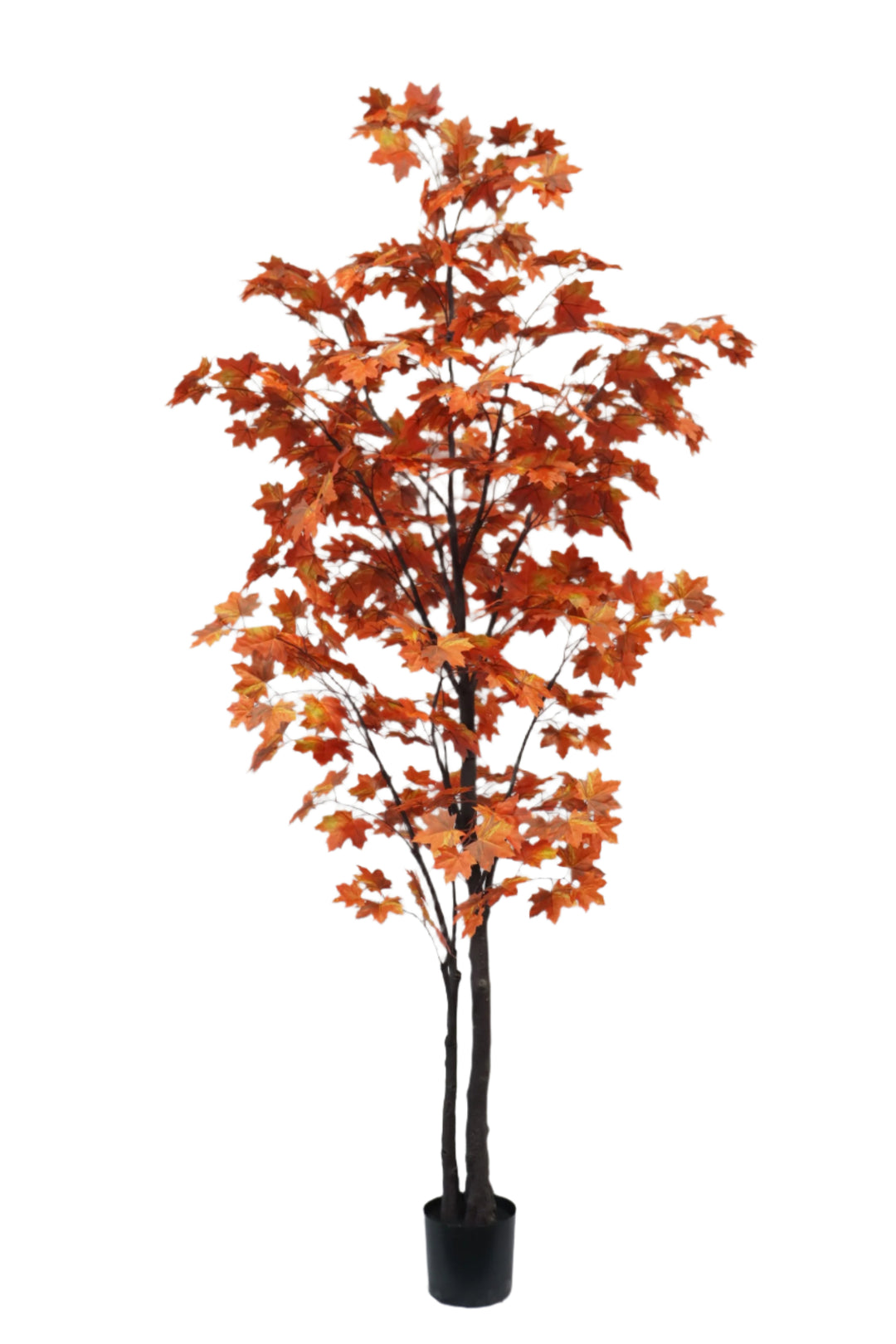 Maple – Green Import Limited