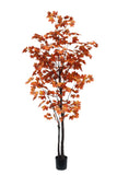 TR10792 CANADIAN MAPLE TREEx525L (KD),8'