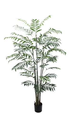 TR10794 BAMBOO PALM TREEx7 w/822L (KD),6'