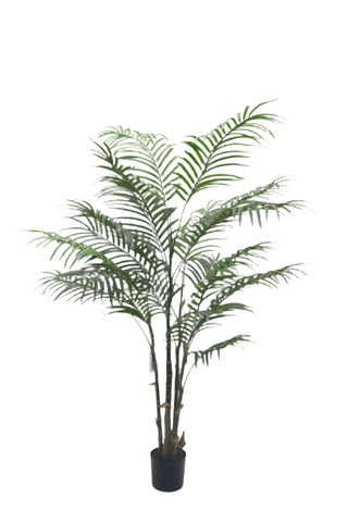 TR10795 ARECA PALM TREEx4 w/517L,4'