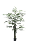 TR10796 ARECA PALM TREEx4 w/1418L (KD),6'