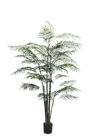 TR10796 ARECA PALM TREEx4 w/1418L (KD),6'