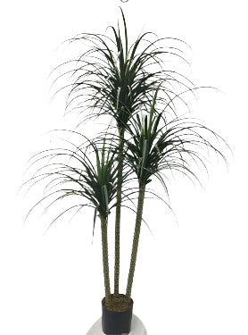 TR10814 YUCCA TREEx3,6'-2P