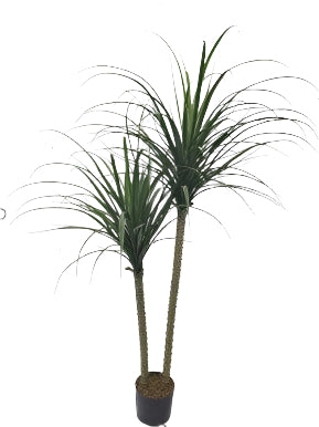 TR10815 YUCCA TREEx3,5'-4P