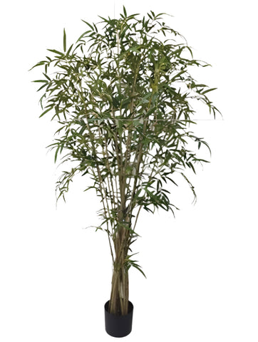 TR10817 BAMBOO TREE w/TWISTED TRUNK,6'-2P