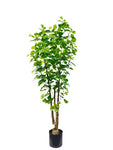 TR10824 BALFOUR ARALIA TREE,5'-4P