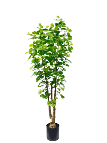TR10824 BALFOUR ARALIA TREE,5'-4P