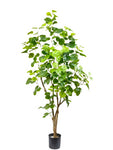 TR10825 BALFOUR ARALIA TREE,4'-4P