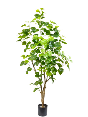 TR10825 BALFOUR ARALIA TREE,4'-4P