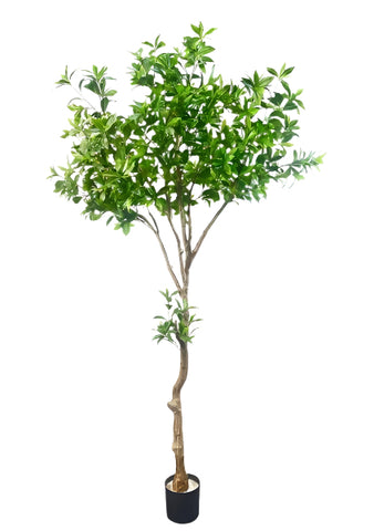 TR10826 PIERIS JAPONICA TREE,8'-2P