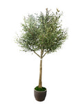 TR10829 OLIVE TREE,10'-1P
