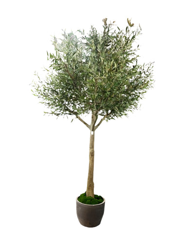 TR10829 OLIVE TREE,10'-1P
