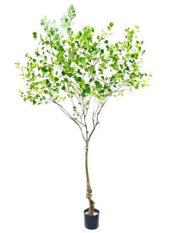 TR10830 TRIANGLE FICUS TREE,8'-2P
