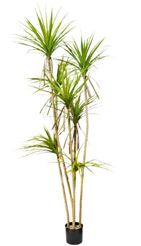 TR10831 YUCCA TREEx7,7'-2P
