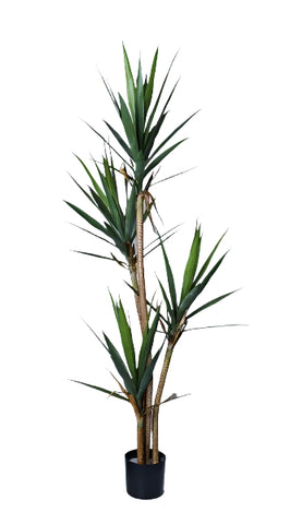 TR10832 YUCCA TREEx4,6'-2P