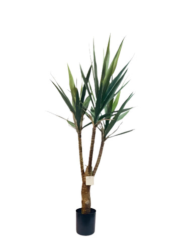 TR10833 YUCCA TREEx3,4'-4P