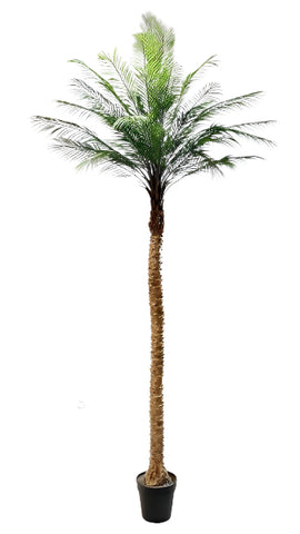 TR10835 PHOENIX PALM TREE,9'-2P