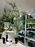TR10911 BOUGAINVILLEA LEAF TREE  6'