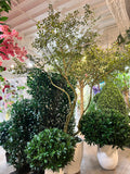 TR10912 CREPE MYRTLE LEAF TREE  10'