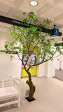 TR10916 PRUNUS TREE  10'